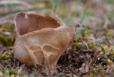 Bokaalkluifzwam - Helvella acetabulum