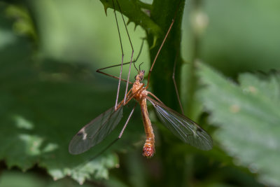 Langpootmug - Tipula sp