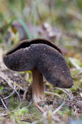 Grote schotelkluifzwam - Helvella queletii