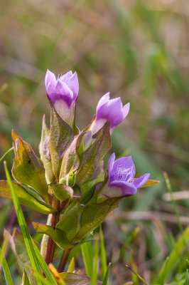 Veldgentiaan - Gentianella campestris