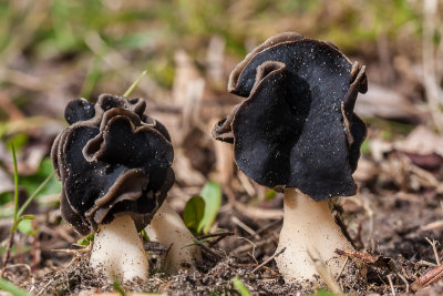 Nonnenkapkluifzwam - Helvella spadicea