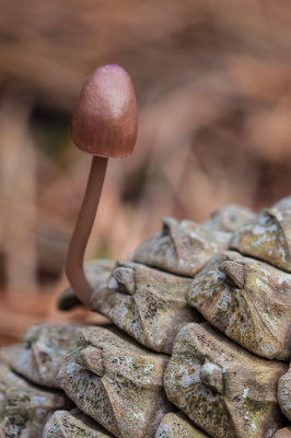 Zeedenmycena - Mycena seynii