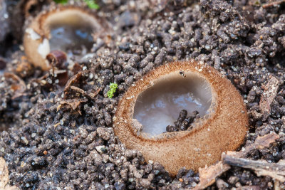 Kleine bruine bekerzwam - Humaria hemisphaerica