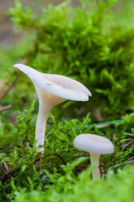 Grote bostrechterzwam - Clitocybe phaeophthalma