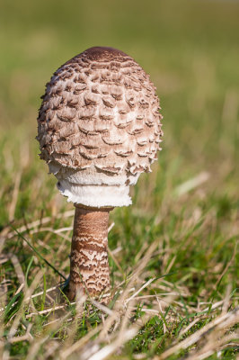 Grote parasolzwam - Macrolepiota procera