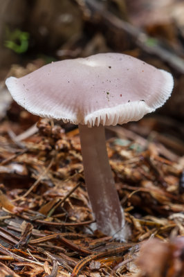 Gewoon elfenschermpje - Mycena pura