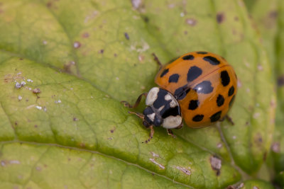 Lieveheersbeestje - Coccinella sp