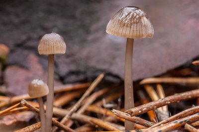 Palingsteelmycena - Mycena clavicularis