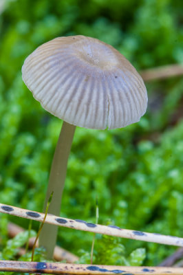 Palingsteelmycena - Mycena clavicularis