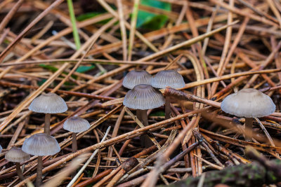 Palingsteelmycena - Mycena clavicularis