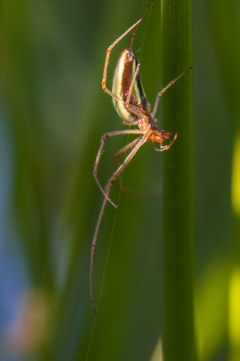 Strekspin - Tetragnatha sp