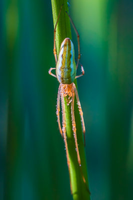 Strekspin - Tetragnatha sp