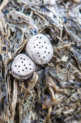 Grote speldenprikzwam - Poronia punctata