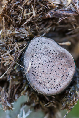 Grote speldenprikzwam - Poronia punctata