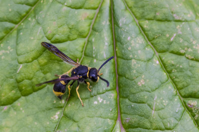 Zwartgele blaaskop - Conops flavipes