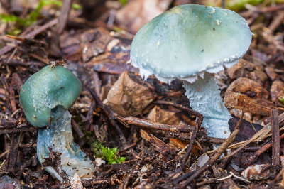 Valse kopergroenzwam - Stropharia caerulea