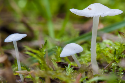 Sneeuwwitte mycena - Hemimycena lactea