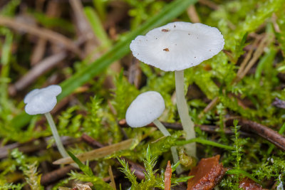 Sneeuwwitte mycena - Hemimycena lactea