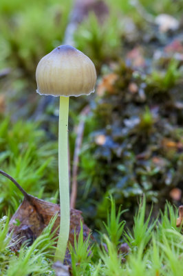 Graskleefsteelmycena - Mycena epipterygia