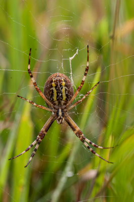 Wespspin - Argiope bruennichi