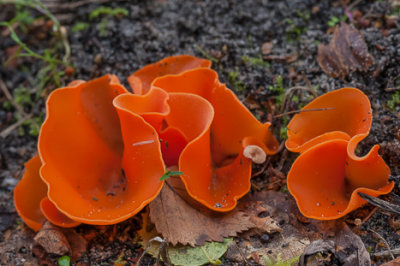 Grote oranje bekerzwam - Aleuria aurantia