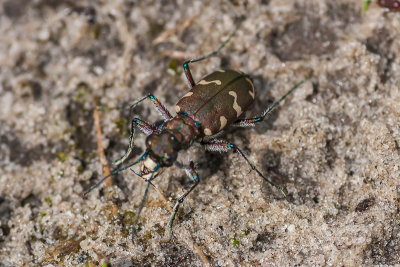 Bronskleurige zandloopkever - Cicindela hybrida