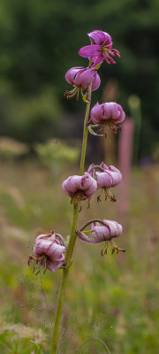 Turkse lelie - Lilium martagon