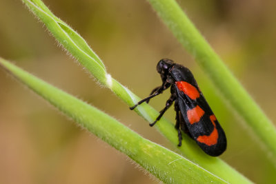 Bloedcycade - Cercopis vulnerata