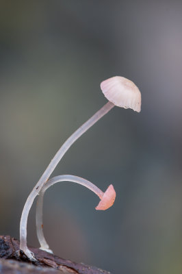 Roze peutermycena - Mycena smithiana
