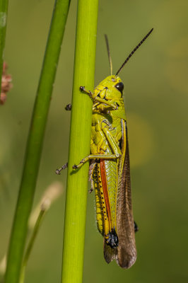 Moerassprinkhaan - Stetophyma grossum