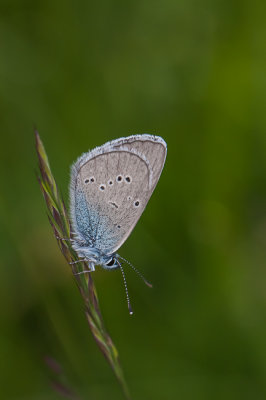 Klaverblauwtje - Cyaniris semiargus