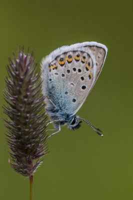 Vals heideblauwtje