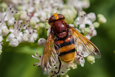 Stadsreus - Volucella zonaria