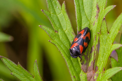 Bloedcycade - Cercopis vulnerata