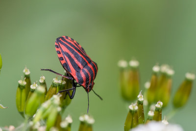 Pyamawants - Graphosoma lineatum