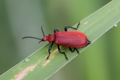 Roodkopvuurkever - Pyrochroa serraticornis