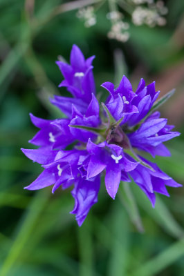 Kluwenklokje - Campanula glomerata