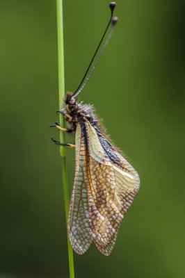 Vlinderhaft - Ascalaphus libelluloides