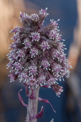 Groot hoefblad - Petasites hybridus