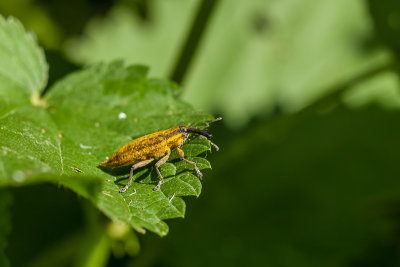 Snuitkever - Othiorhynchus sp