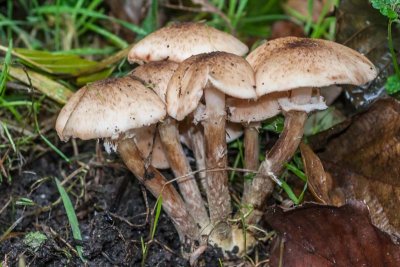 Sombere honingzwam - Armillaria ostoyae