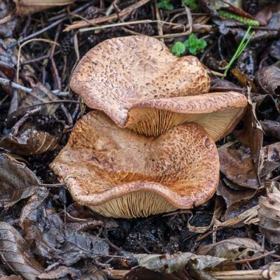 Elzenkrulzoom - Paxillus rubicundulus