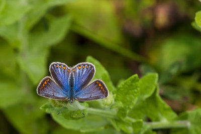 Icarusblauwtje - Polyommatus icarus