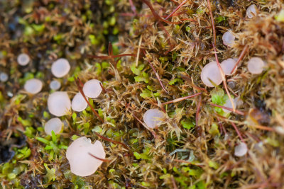 Roze grondschijfje - Roseodiscus formosus