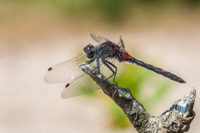 Noordse witsnuitlibel - Leucorrhinia rubicunda