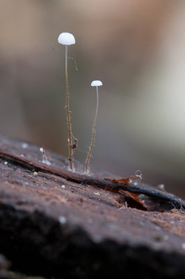 Taailing sp - Marasmius sp