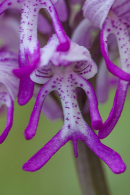 Aapjesorchis - Orchis simia