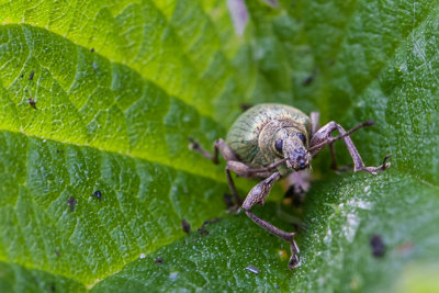 Groene struiksnuitkever - Polydrusus sericeus