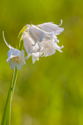 (Blauwe) Boshyacinth - Hyacinthoides nonscripta