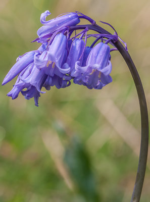 Blauwe boshyacinth - Hyacinthoides nonscripta